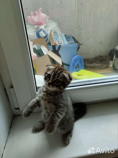 Шотландская вислоухая кошка бесплатно