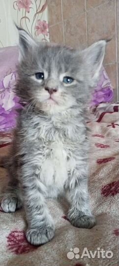 Котята мейн-кун