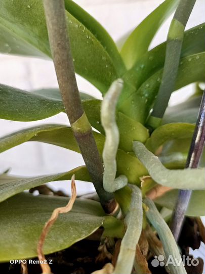 Орхидея фаленопсис пелорик мультифлора