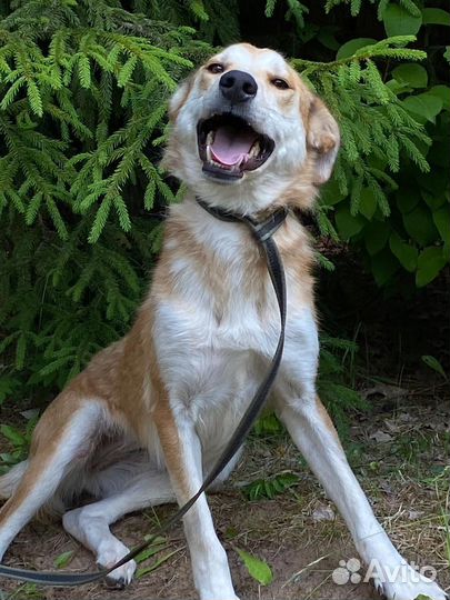 Молодая послушная и ласковая собачка, 1 год