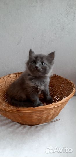 Кошки в добрые руки бесплатно