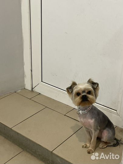 Груминг на дому