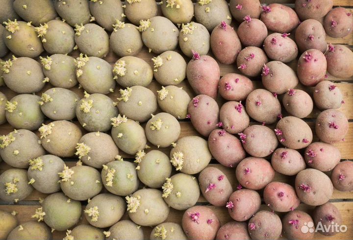 Семенной картофель