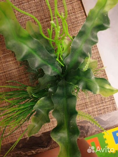 Растения для аквариума