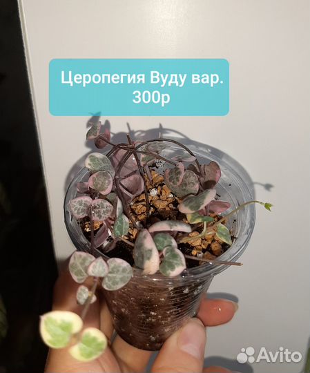 Церопегии 7 сортов,Крестовник Роули