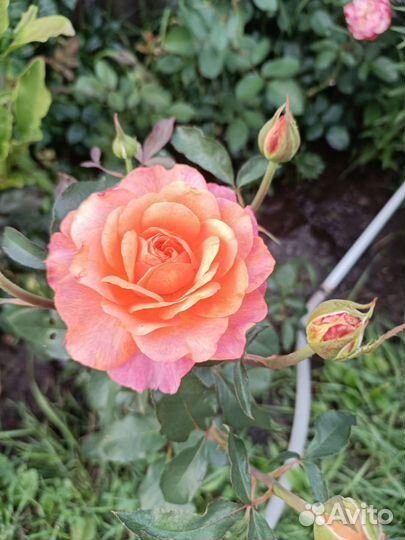 Саженцы Роз пр-во красный яр