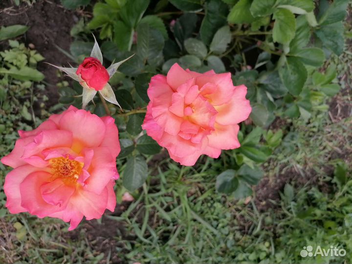 Саженцы розы Глория Дэй