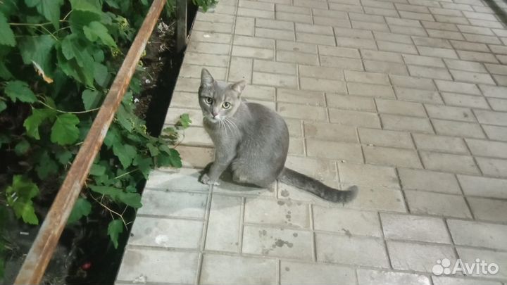 Ищем дом для кота