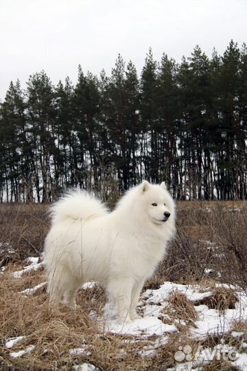 Вязка Самоед