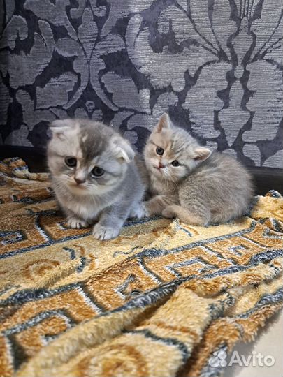 Шотландские котята