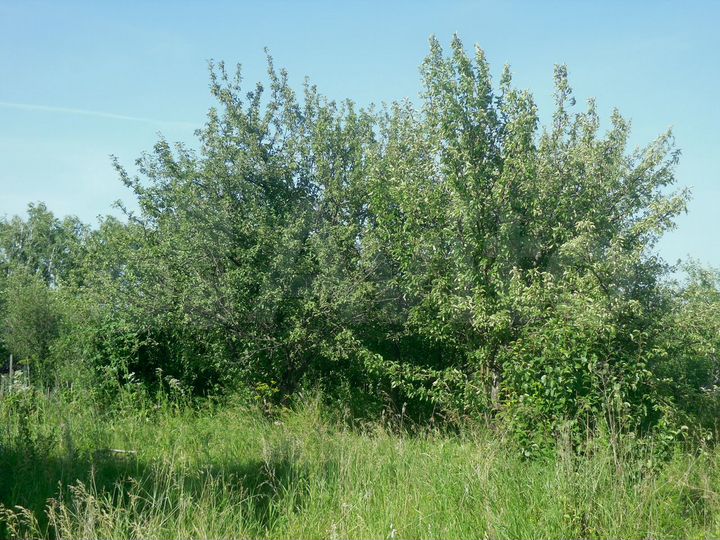 Дача 39,3 м² на участке 6 сот.