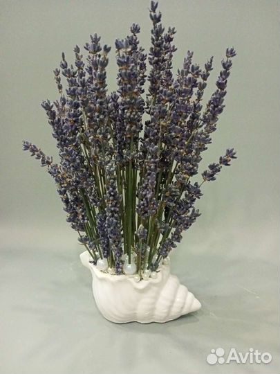 Лаванда в кашпо