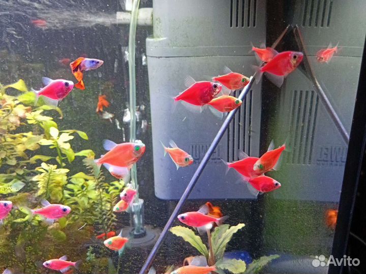 Тернеции гло, анциструсы