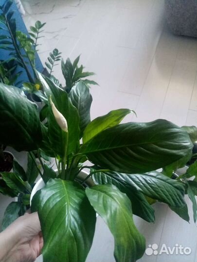 Спатифиллум