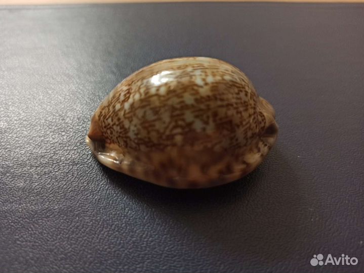 Морская раковина