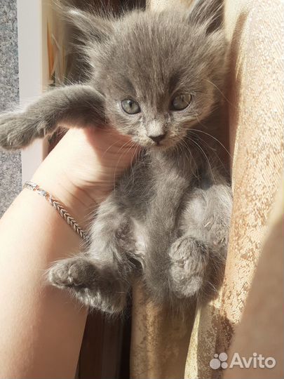 Котята в добрые руки мальчики и девочки