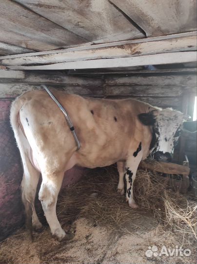 Корова дойная