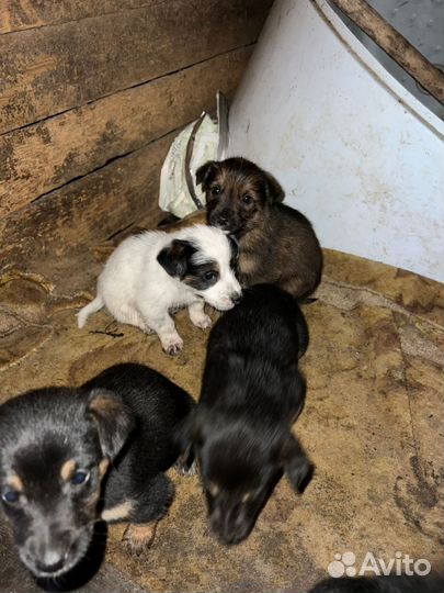 Отдам в добрые руки щенков