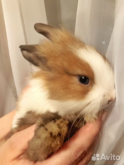 Декоративные кролики