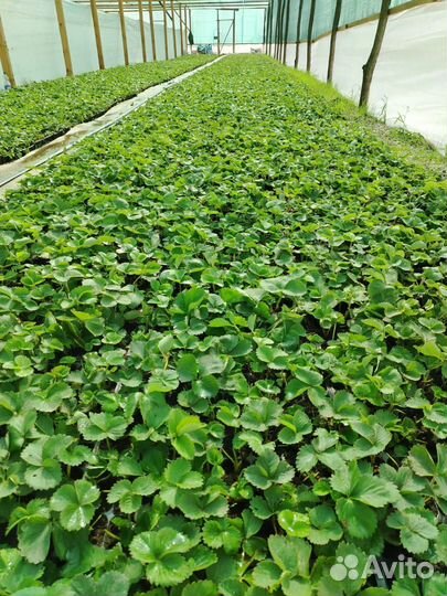 Рассада клубники клери