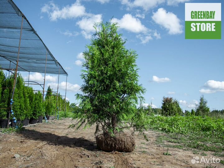 Туи брабант 200 см свежая копка 2023