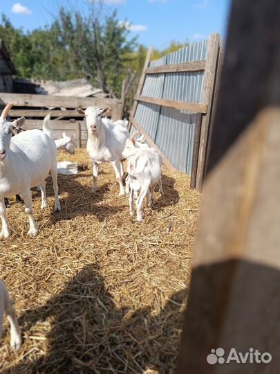 Зааненские чистокровные