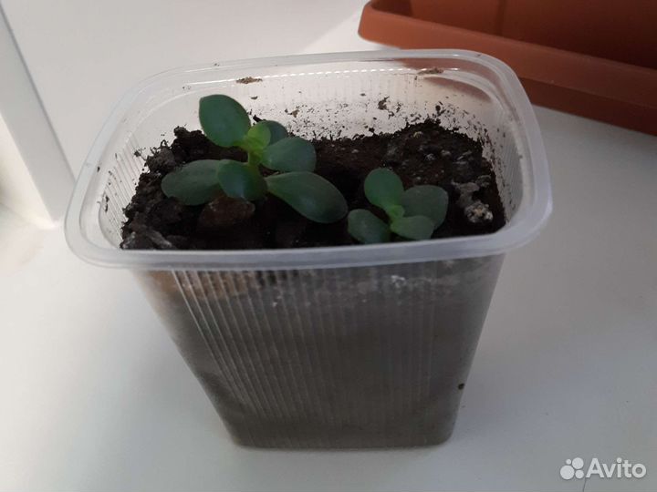 Продам цветы комнатные