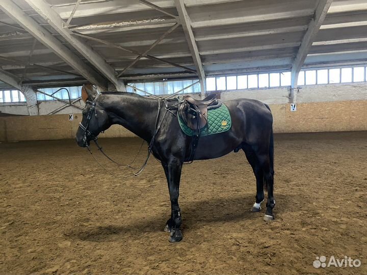 Продается мерин