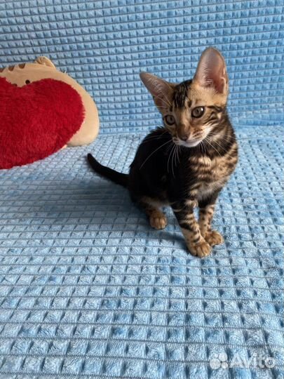 Черная пантера бенгальская девочка