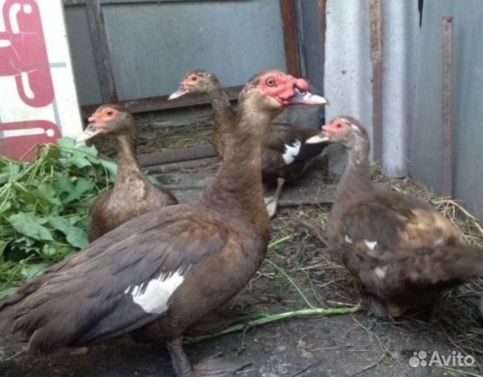 Индоутки и селезни