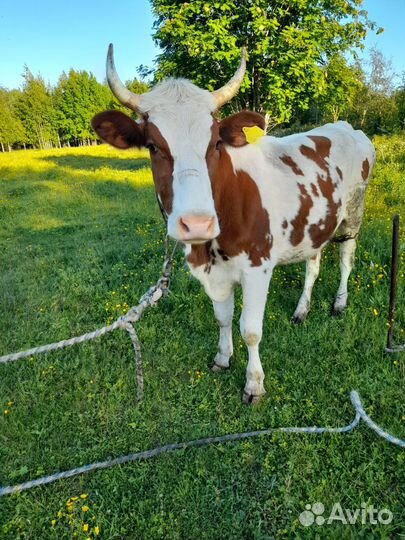 Корова (нетель)