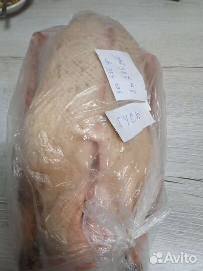 Гусь домашний