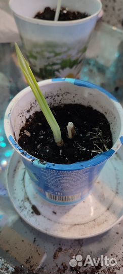 Эухарис, амазонская лилия