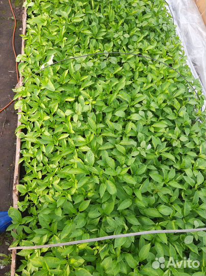 Рассада помидоров, брокколи, перца,баклажанов