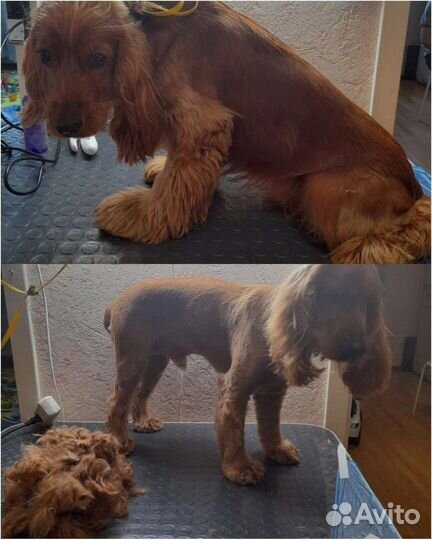 Стрижка собак и кошек груминг