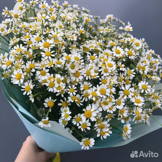 Ромашки цветы букеты из ромашек