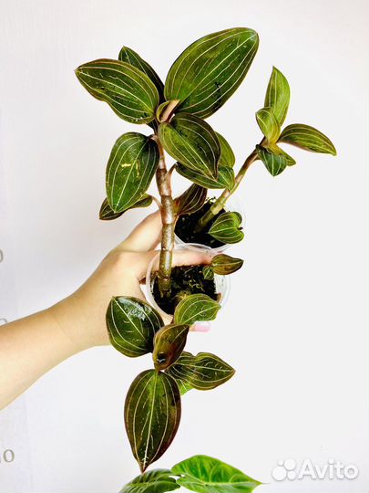 Драгоценная орхидея лудизия