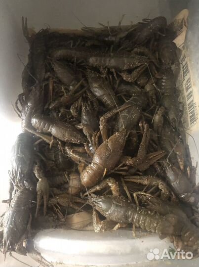 Раколовки новые