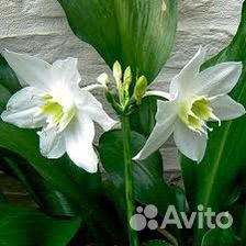 Эухариус (Амазонская лилия)