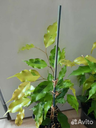 Фикус Бенджамина Голден Моник