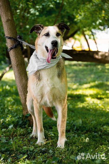 Собака Майор из приюта