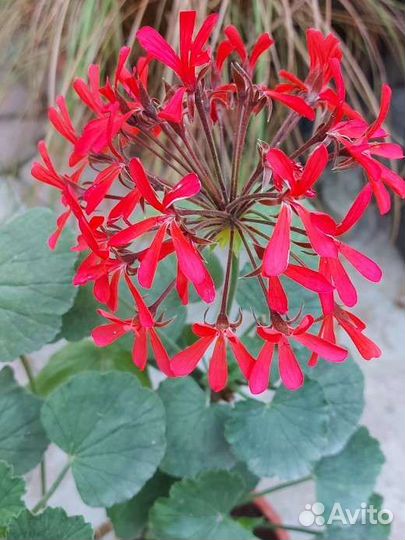 Пеларгония зональная Фрисдорф