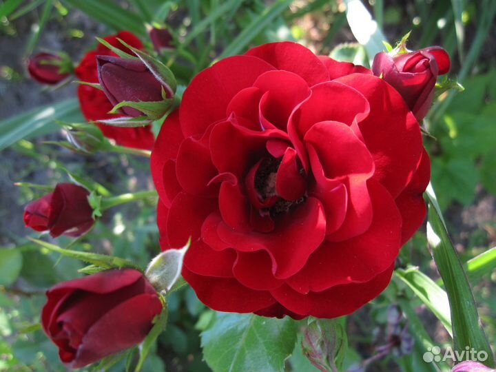 Роза сорта Лаваглут