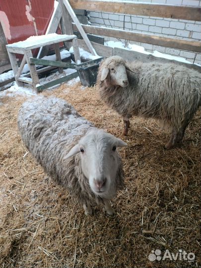 Продажа баранов