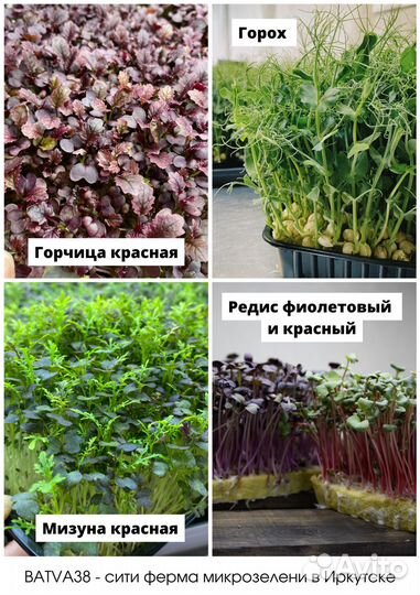 Микрозелень в ассортименте