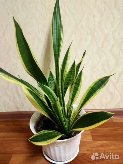 Сансевиерия