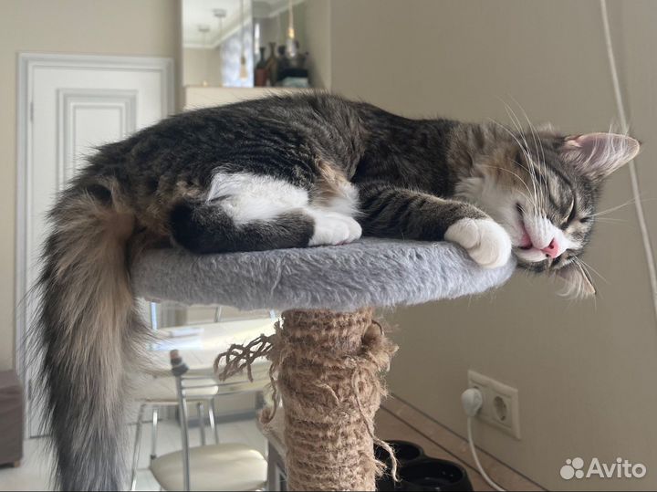 Кошка в дар