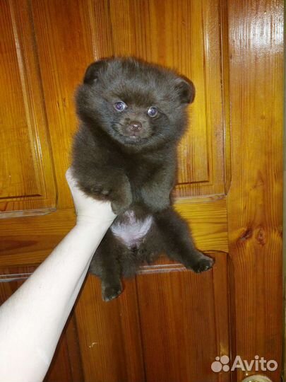 Без предоплат.Шпиц mini и стандарт девочка