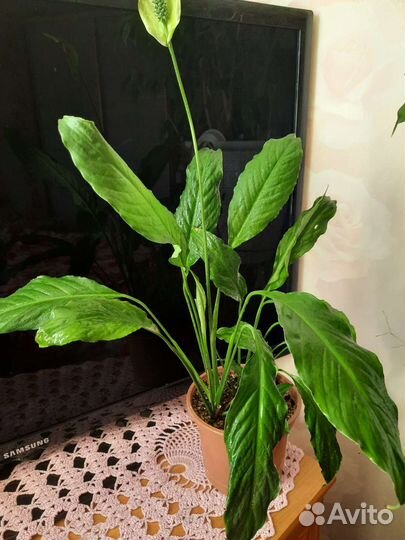 Спатифиллум клер томсона филодендрон и др
