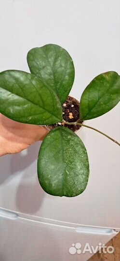 Хойя,монстера